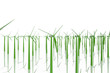 Group of green windmills