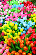 Amsterdam - tulipes en bois