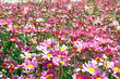 Pink Flowers