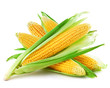 An ear of corn isolated on a white background