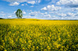 field and tree