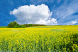 field of yellow rapeseed
