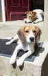 Relaxed dogs