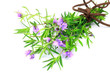 Mint Bush