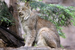 Lynx