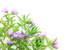 Mint Bush