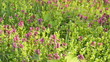 Wild flowers