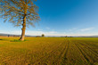 The Tree