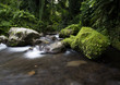 Stream in the tropical forest.