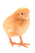 Chicken on a white background