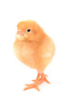 Chicken on a white background