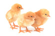 Chickens on a white background