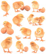 Foto: collection chickens collection chickens