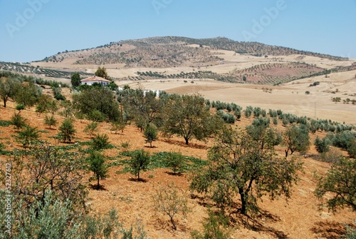 Photo: Olive groves, Andalusia, Spain © Arena Photo UK Olive groves, Andalusia, Spain © Arena Photo UK