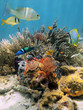 Foto: Colorful underwater scenery in the Caribbean sea Colorful underwater scenery in the Caribbean sea