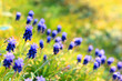 Muscari flowers at dawn, spring.