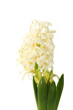hyacinth flower buds on the white background