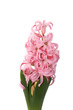 hyacinth flower buds on the white background