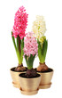 hyacinth flower buds on the white background