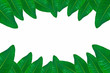 green leaves on white background