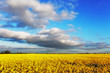 Canola Yellow field