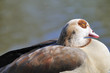 nilgans 20