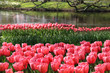 Holland tulip fields