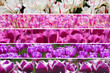 rainbow colors tulips collage