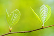 Photo: Baum Knospe Baum Knospe