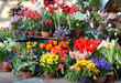 Sunny terrace with a lot of flowers