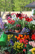 Sunny terrace with a lot of flowers