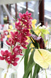 Orchids and other flowers
