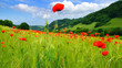 Red poppies on green field