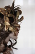 Profilo di maschera