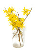 Photo: forsythia isolated on white background forsythia isolated on white background