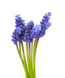 muscari flowers