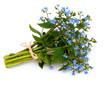 Photo: forget-me-not flowers forget-me-not flowers