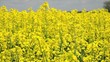 rapsfeld