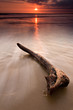 Driftwood at sunset
