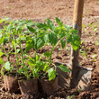 Tomato seedlings with spade