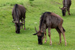 gnu