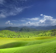 Photo: mountain meadow mountain meadow