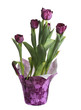 purple tulips