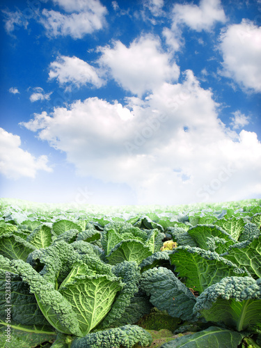 Photo: green kale green kale