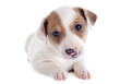 Photo: puppy jack russel terrier puppy jack russel terrier