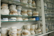 dental gypsum models