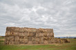 wheat harvest