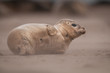 Foto: Baby Seal Baby Seal