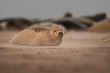 Foto: Baby Seal Baby Seal