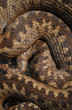 Photo: Snake Scales Snake Scales